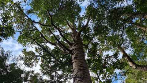 Kauri tree at Huapai Reserve