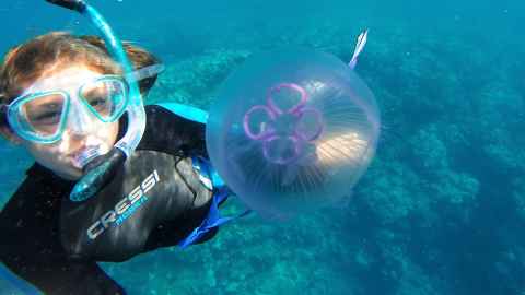 Mallory Sea, Marine Science, diving with jellyfish