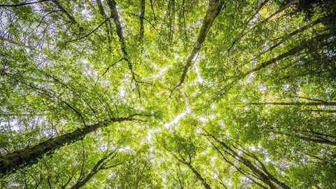 Stock image of a forest, view looking up from the forest floor towards the sky