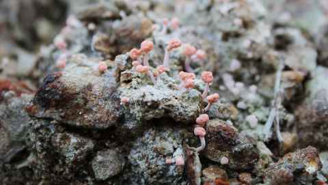 Image showing fungus growing on a rock.